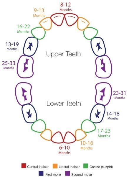 when do teeth grow in for babies